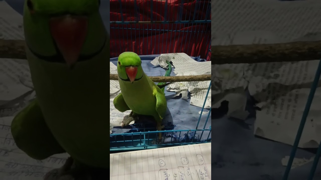 Best talking parrot in india मिठू सिखा रहा है कू बोल @parrospecial🦜🦜🦜