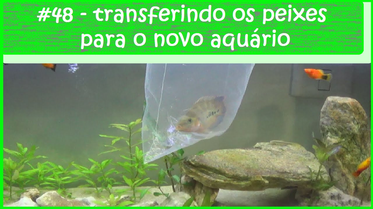 Transferindo os peixes para o aquário de 150 litros