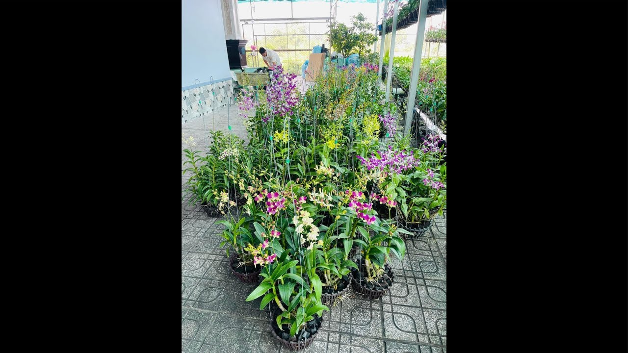 Vườn Lan Vĩnh Kim - Tiền Giang 2🌸 đang phát trực tiếp! Hotline : 0903177978