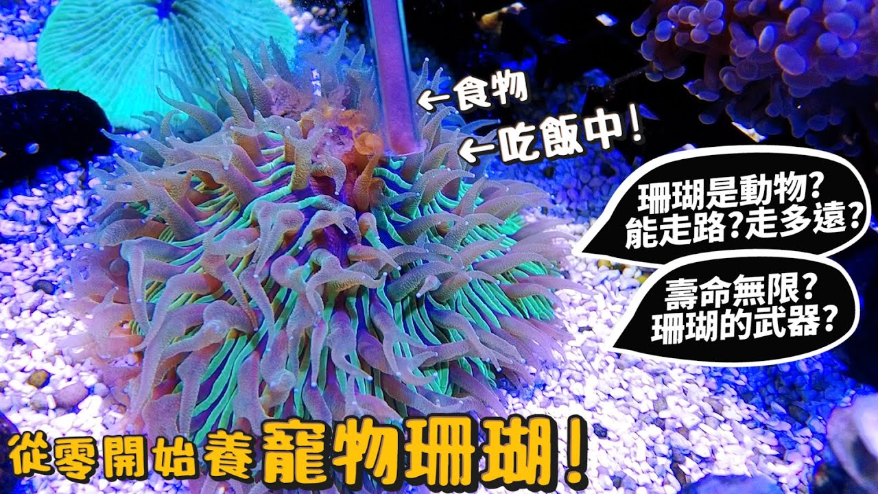【從零開始養】寵物珊瑚!珊瑚是動物?可以走路?壽命無限?珊瑚武器?海水魚?coral【許伯簡芝】
