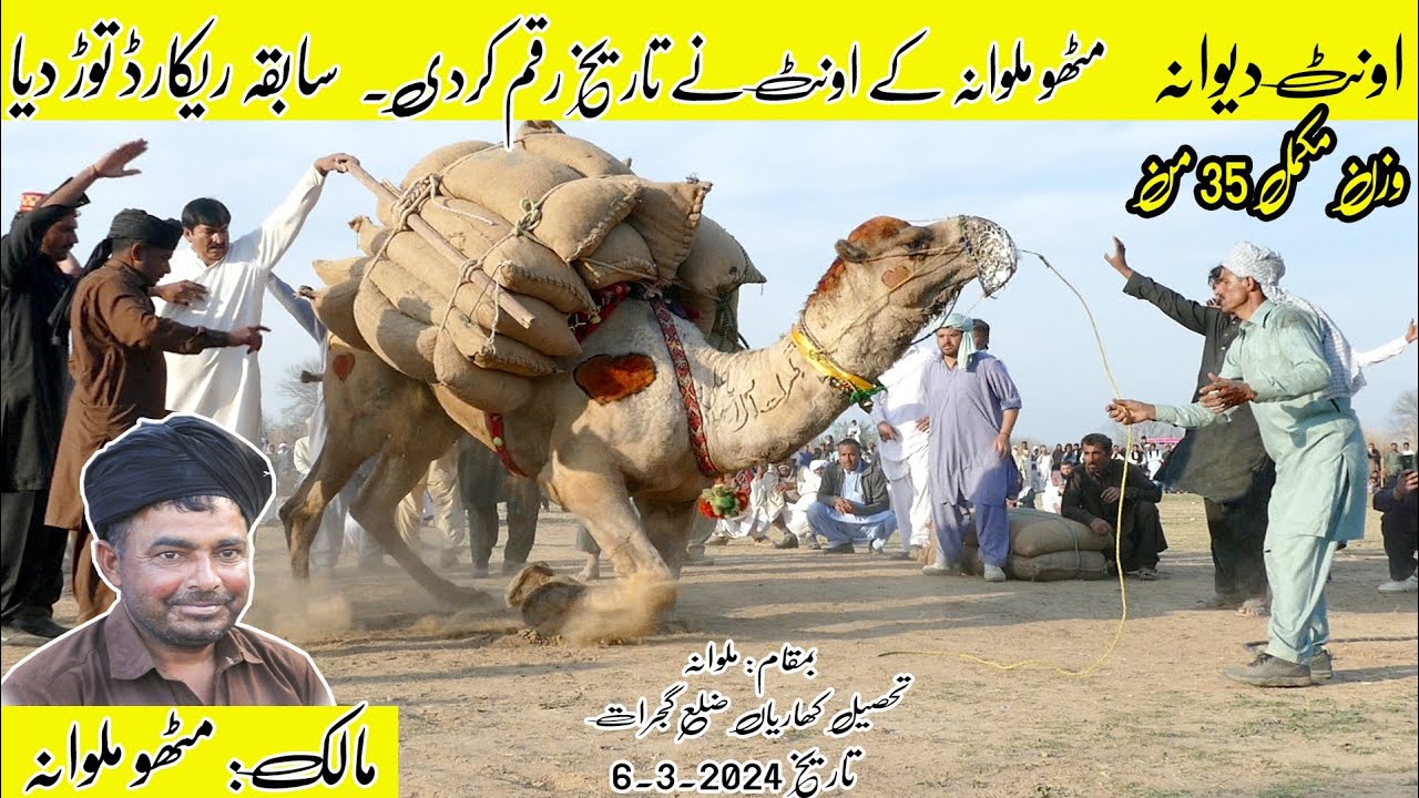 Sarfraz Mithoo Malwana oont Deewana | wazan 35 mann | historical victory camel weightlifting 2024