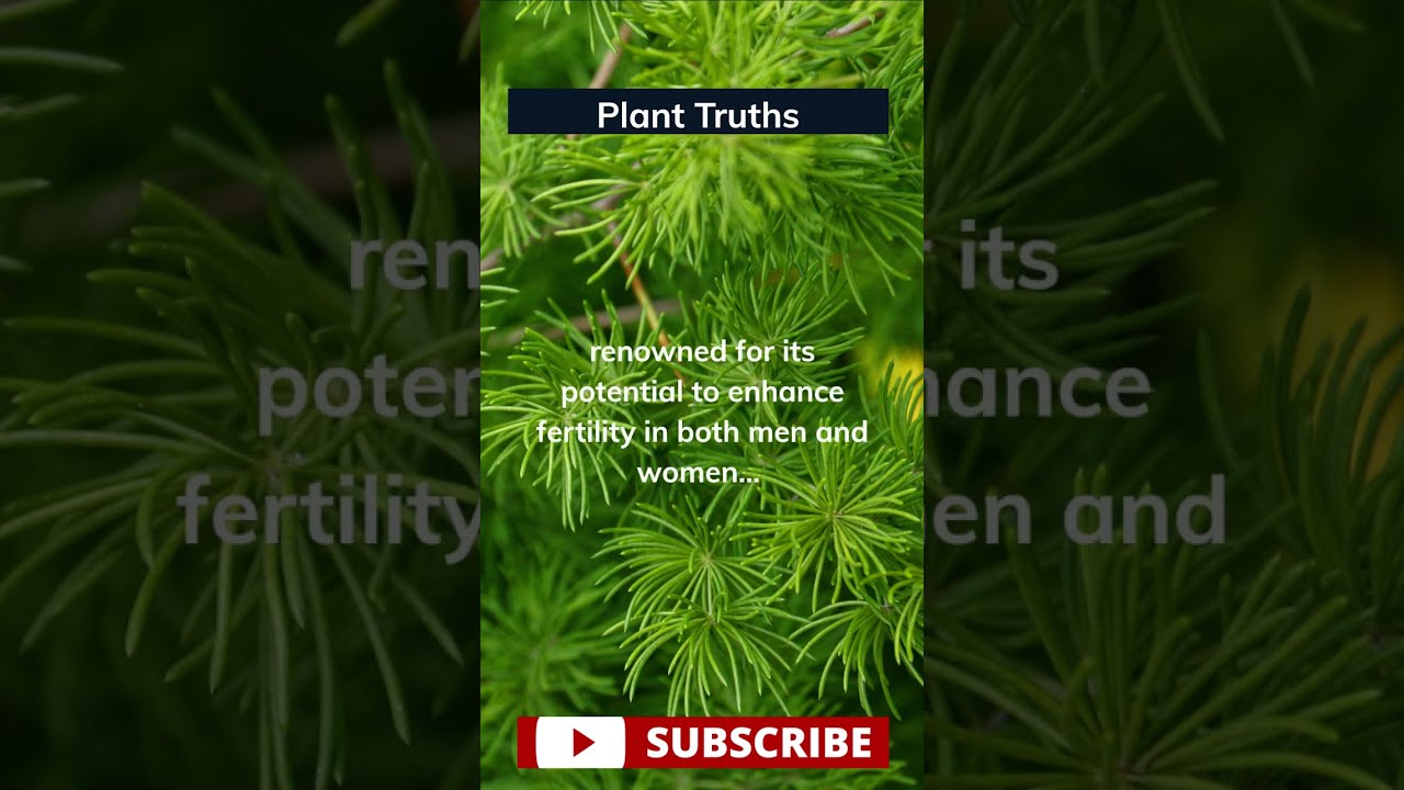 Revitalize Your Health: Unveiling Nature's Best-Kept Herbal Remedy 👇 #planttruths #shatavari