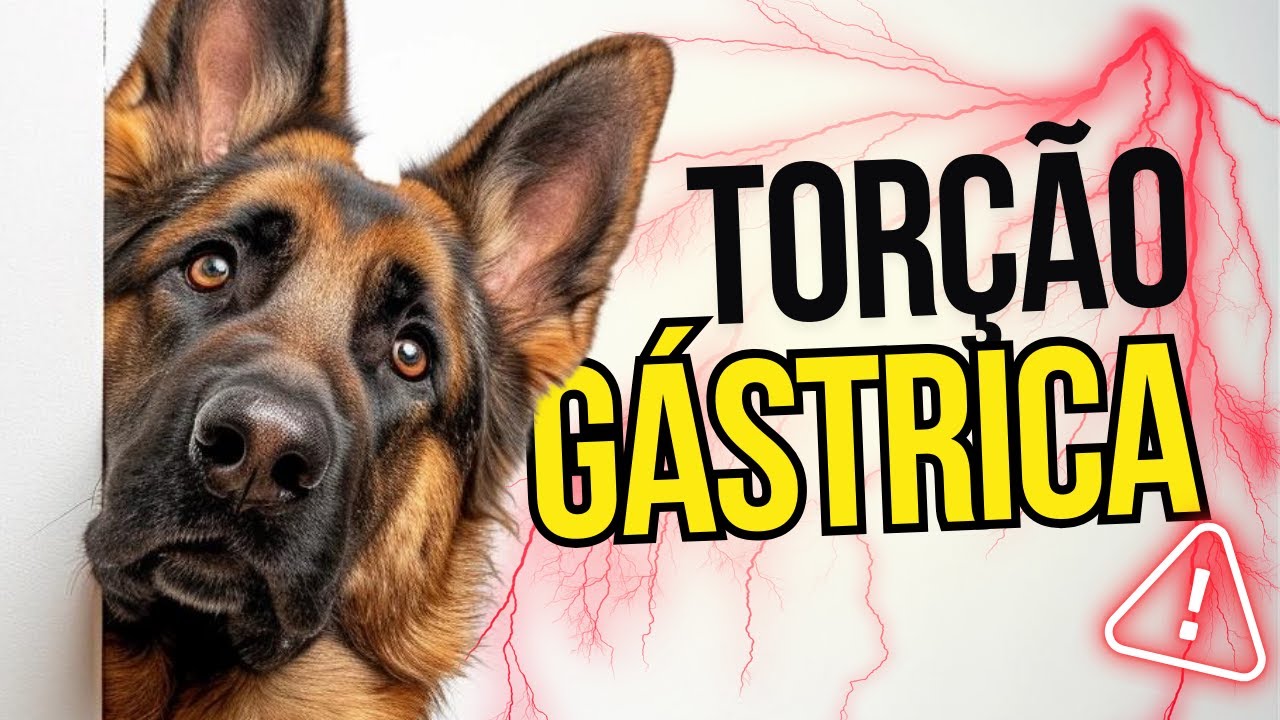 TORÇÃO GÁSTRICA: CAUSAS, SINTOMAS, PREVENÇÃO E TRATAMENTO - PASTOR ALEMÃO EM APARTAMENTO