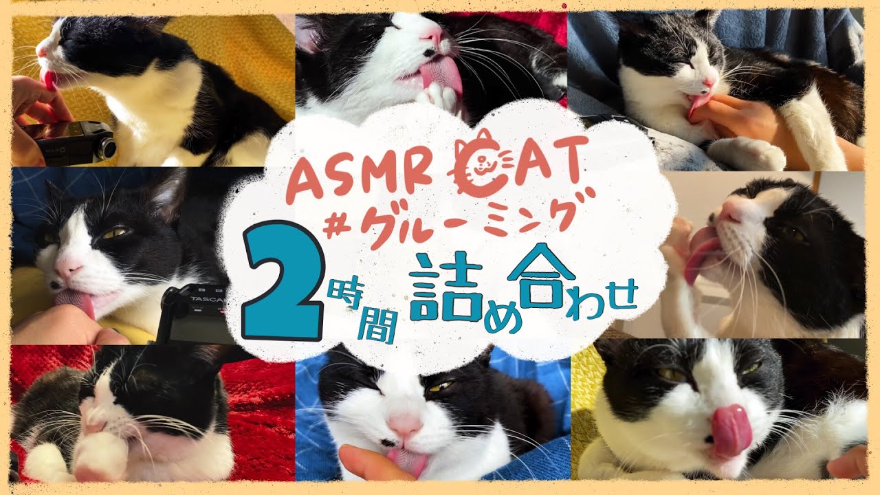 👅ASMR｜猫のグルーミングの全てがここにある【寝落ち用】