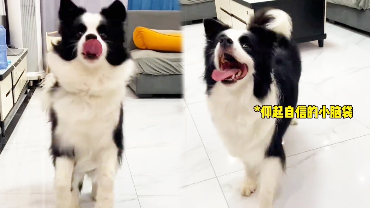 边牧到底有多聪明？见见为了新玩家输出浑身解数！【边牧见见官方正版】