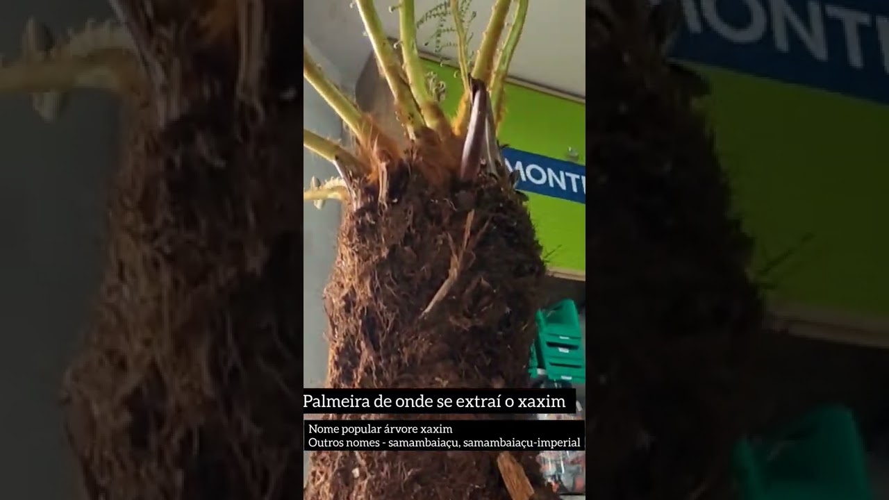 n&atilde;o comprem de revendedor que n&atilde;o seja autorizado! #xaxim