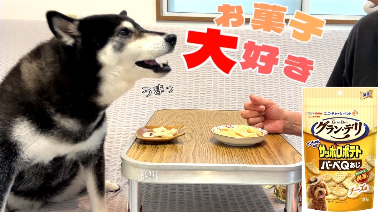ママと同じお菓子でテンション爆上がりの柴犬（№288）