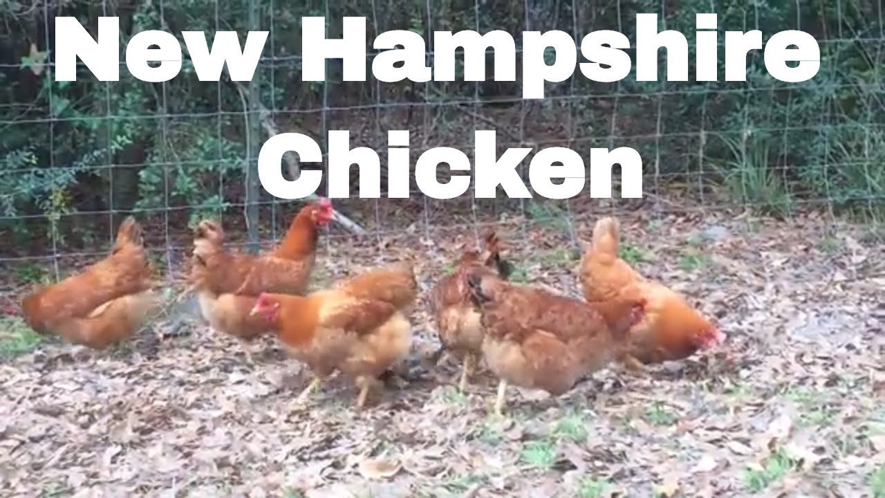 Chicken Breed Analysis: New Hampshire
