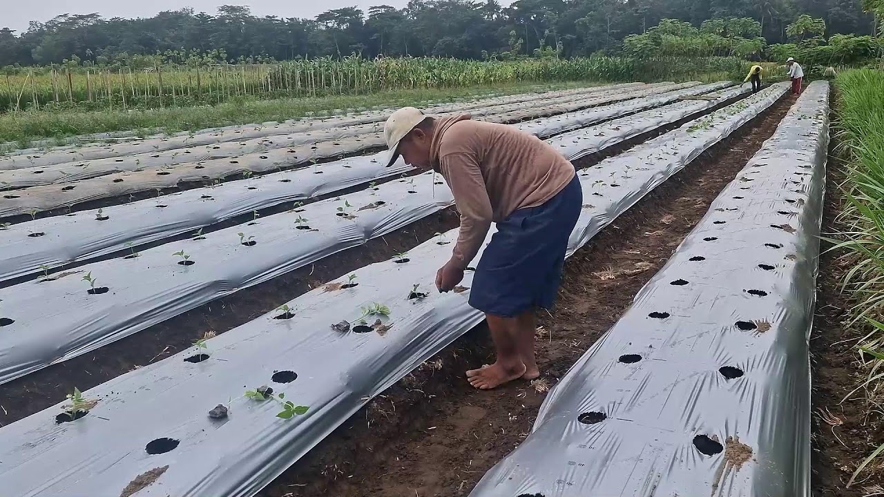 SMART TRICK: TRANSPLANTING CHILI SEEDLINGS FROM TRAY TO BEDS WITH BARE HANDS!!-agriculture farming