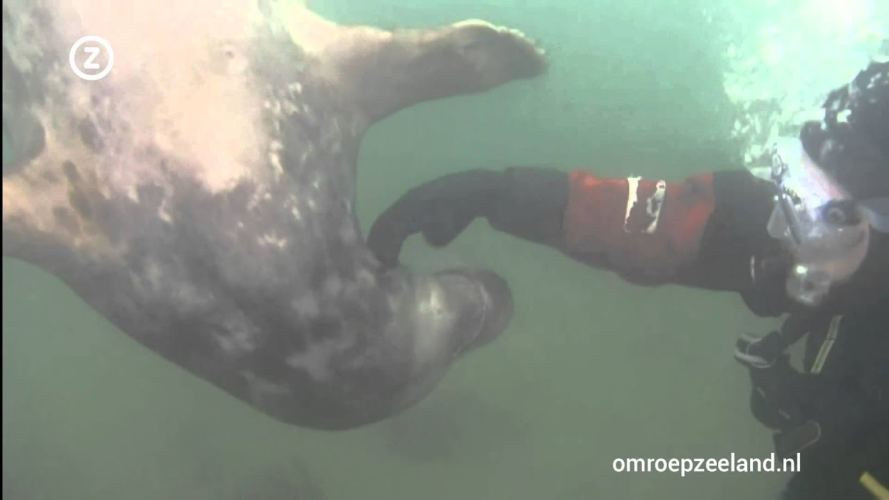 Bijzondere ontmoeting tussen zeehond en duikers in Oosterschelde
