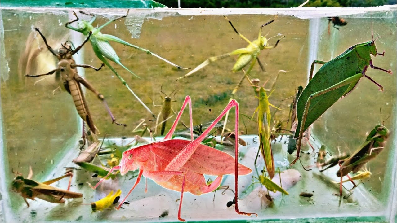 amazing finds, catching various types of grasshoppers, katydids, wasps, long horned beetles,cricket