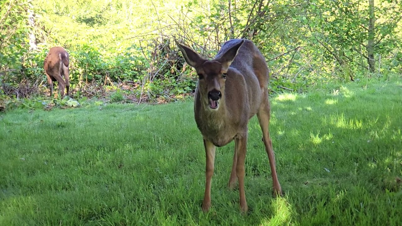 Pregnant dear eating apples
