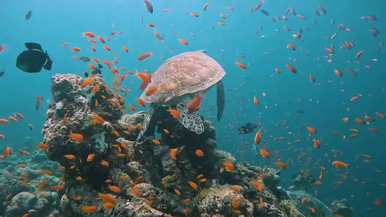 8th Grade IB Community Project | Coral Reef Conservation Short Film By Kira & Peach
