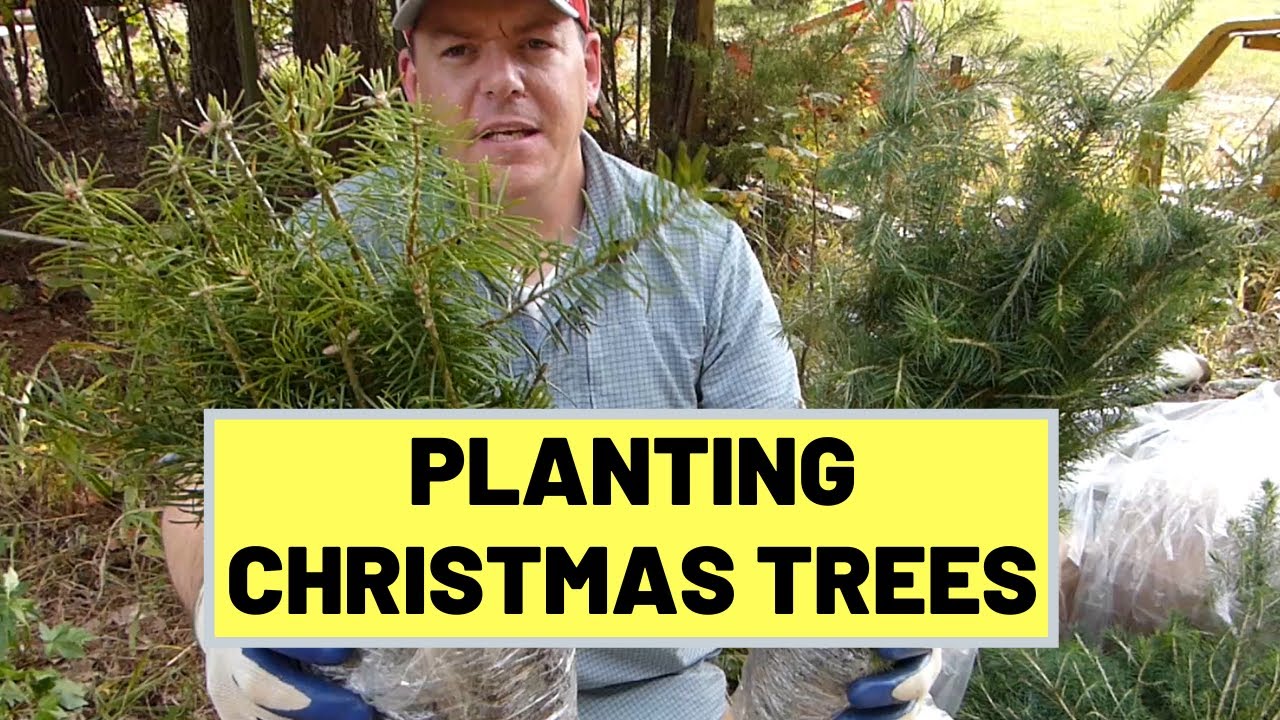 #82 Planting Christmas Trees: Soil Prep & Planting [plus #teamtrees MrBeast, Mark Rober shoutout]