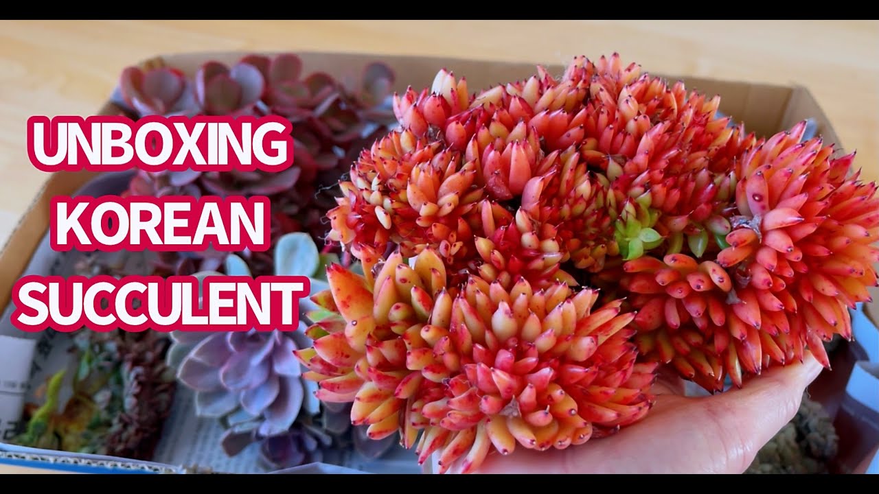 #572 UNBOXING KOREAN SUCCULENTS | KHUI THÙNG SEN HÀN | 다육식물 | 多肉植物 | Suculentas