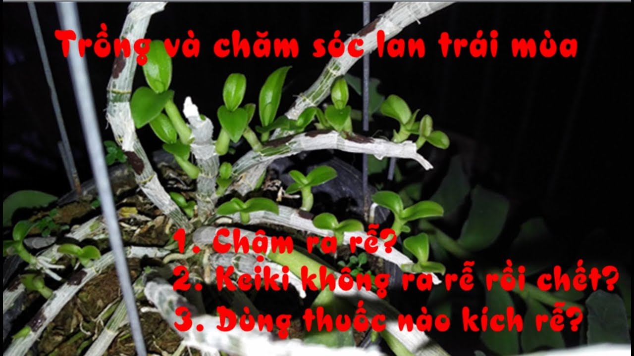 Sao ghép lan trái mùa không ra rễ ? Keiki chậm phát triển ( Phần 1)