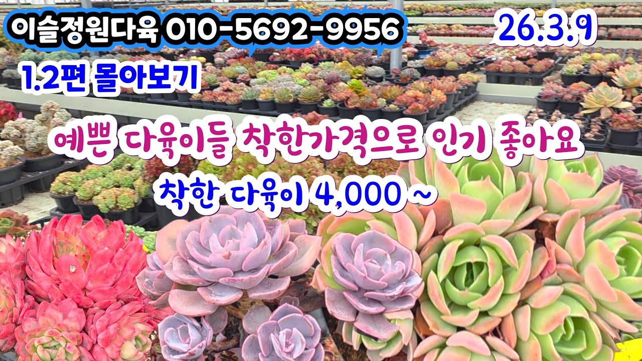 이슬정원다육(3) 1.2편 몰아보기 예쁜 착한 가격의 다육이 수입다육이도 할인 