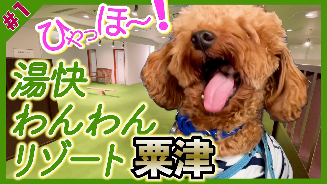 【トイプードルのテト】愛犬と旅行『湯快わんわんリゾート粟津』その1（石川県粟津温泉）お泊まり・お出かけ #トイプードル #愛犬と旅行 #わんわんリゾート粟津
