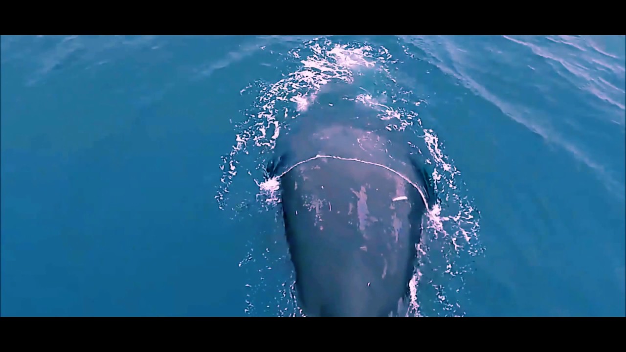 BALLENA BOREAL, 211 a&ntilde;os