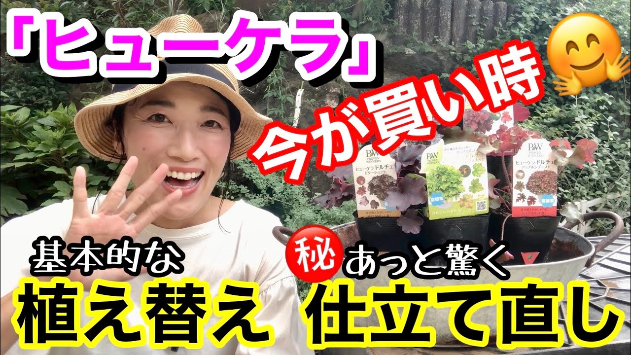 【宿根草】コレを見れば、植えたくなるはず‼️「ヒューケラ」って使える〜/ 基本的な植え付け方法 / 乱れた株は、こうやって仕立て直す㊙️テクニック / ヒューケラの嬉しいポイント4つも【ガーデニング】