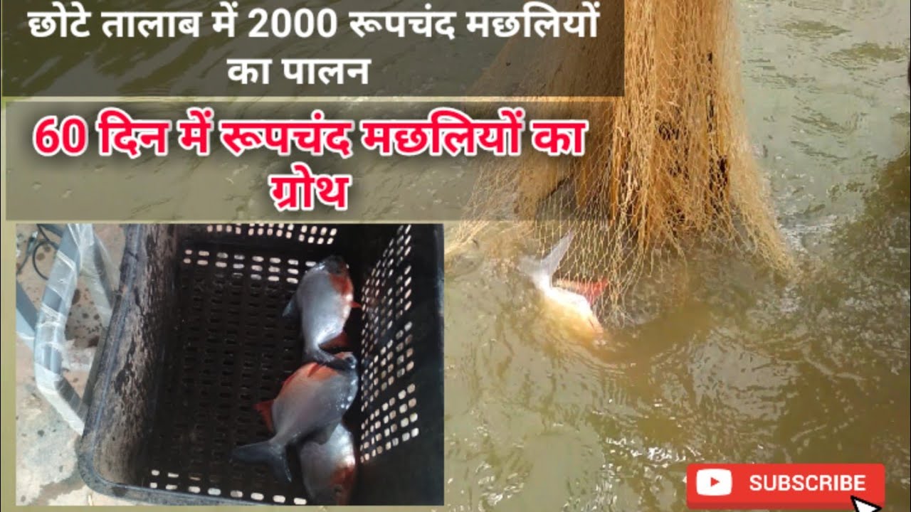 60 din me rupchanda machaliyo ki growth // chhote talab me rupchanda machali palan @FishPalan