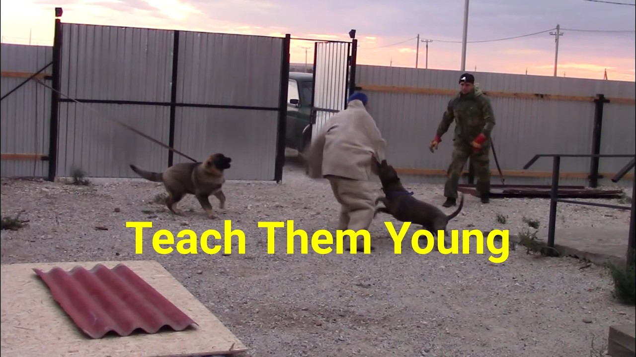 Teach Them Young: Puppy Sheepdog Learns Real Protection from a Pro Pitbull