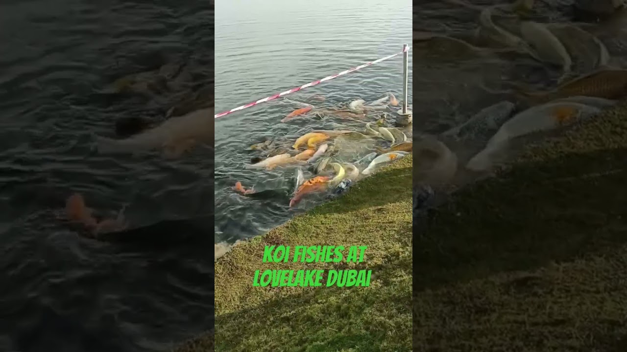 Koi Fish at Lovelake Dubai #koifish #shortsvideo #shorts #shortvideo #short #shortfeed #shortsviral