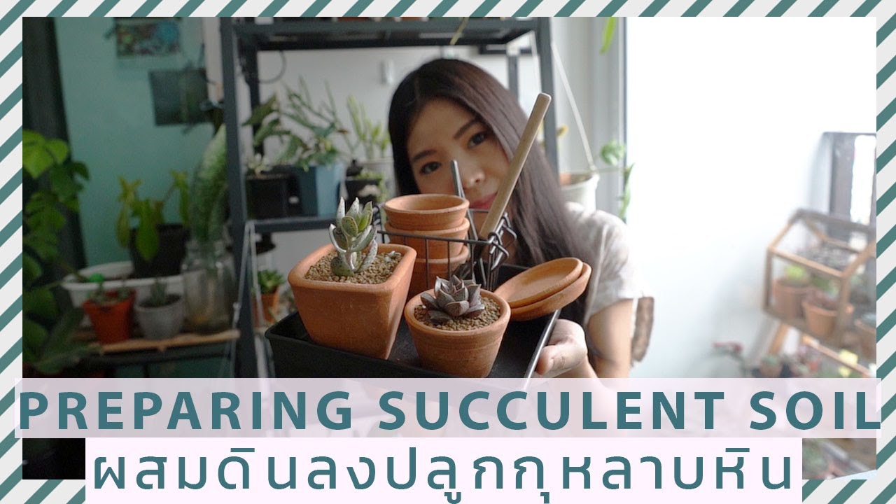 สูตรผสมดิน ปรุงดิน ปลูกกุหลาบหิน ไม้อวบน้ำ