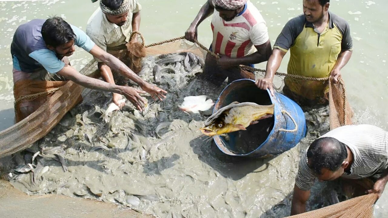 Hybrid Magur - Unbelievable Three Fisherman Defeated By 100000 Big Catfish