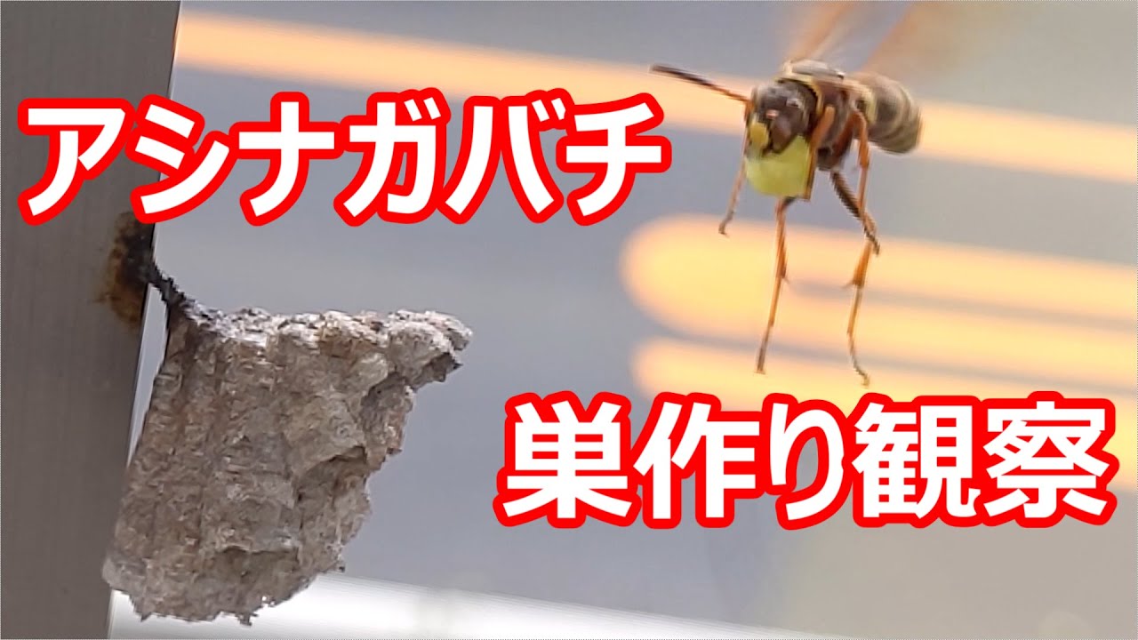 アシナガバチの巣作り観察【早送り】