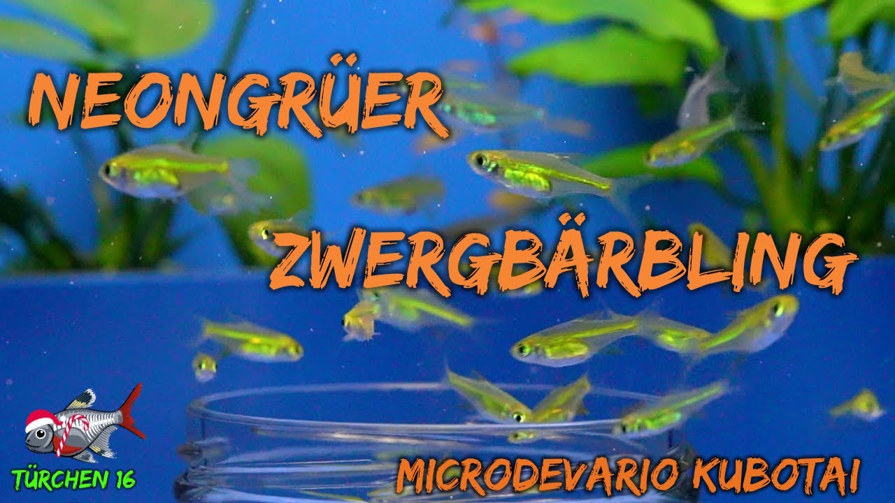 Der Neongrüne Zwergbärbling - Microdevario kubotai | ADVENTdicted! Adventskalender | Türchen 16