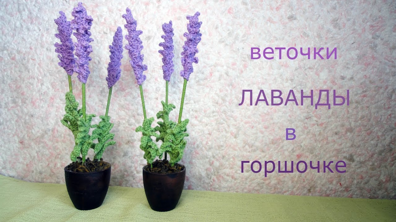 веточки ЛАВАНДЫ в горшочке