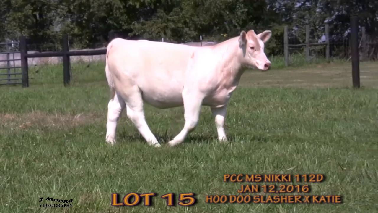 PREMIER CATTLE CO LOT 15 AUTUMN AT THE CROSSROADS SALE