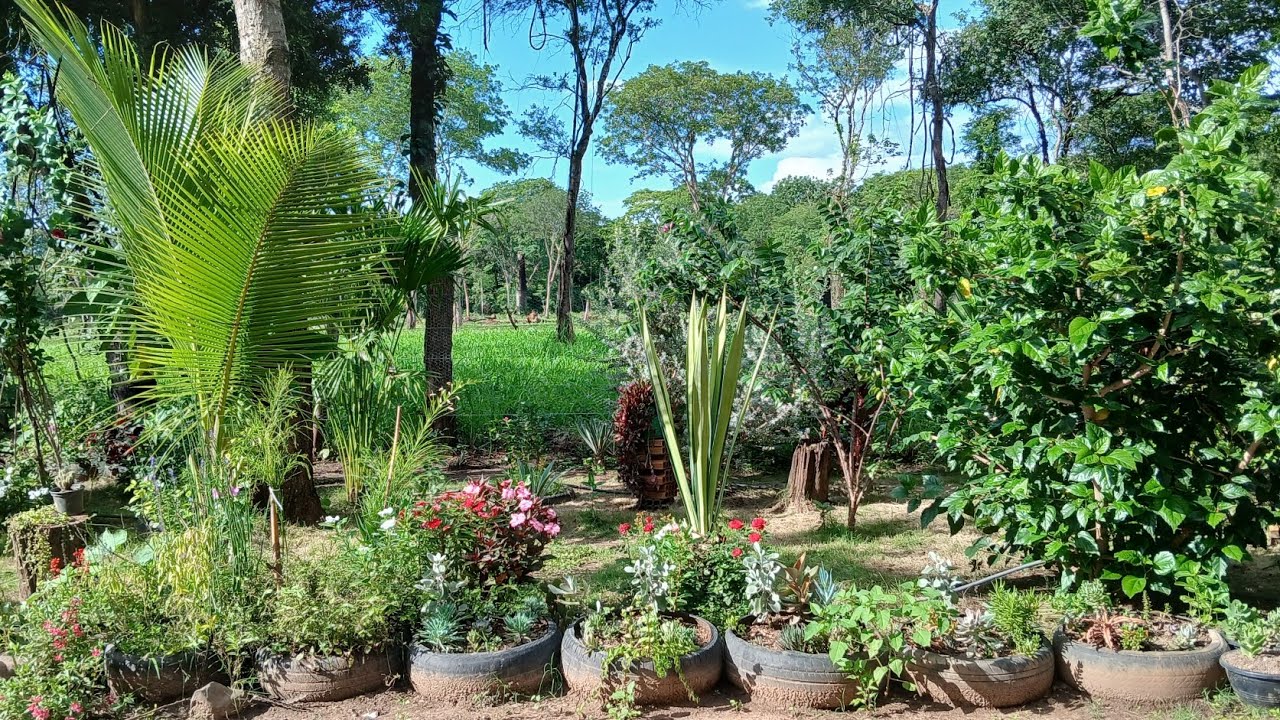 🌿✨ Jardim Verdinho Após a Chuva | Suculentas, Florações e Cantinhos Cheios de Amor ✨🌿