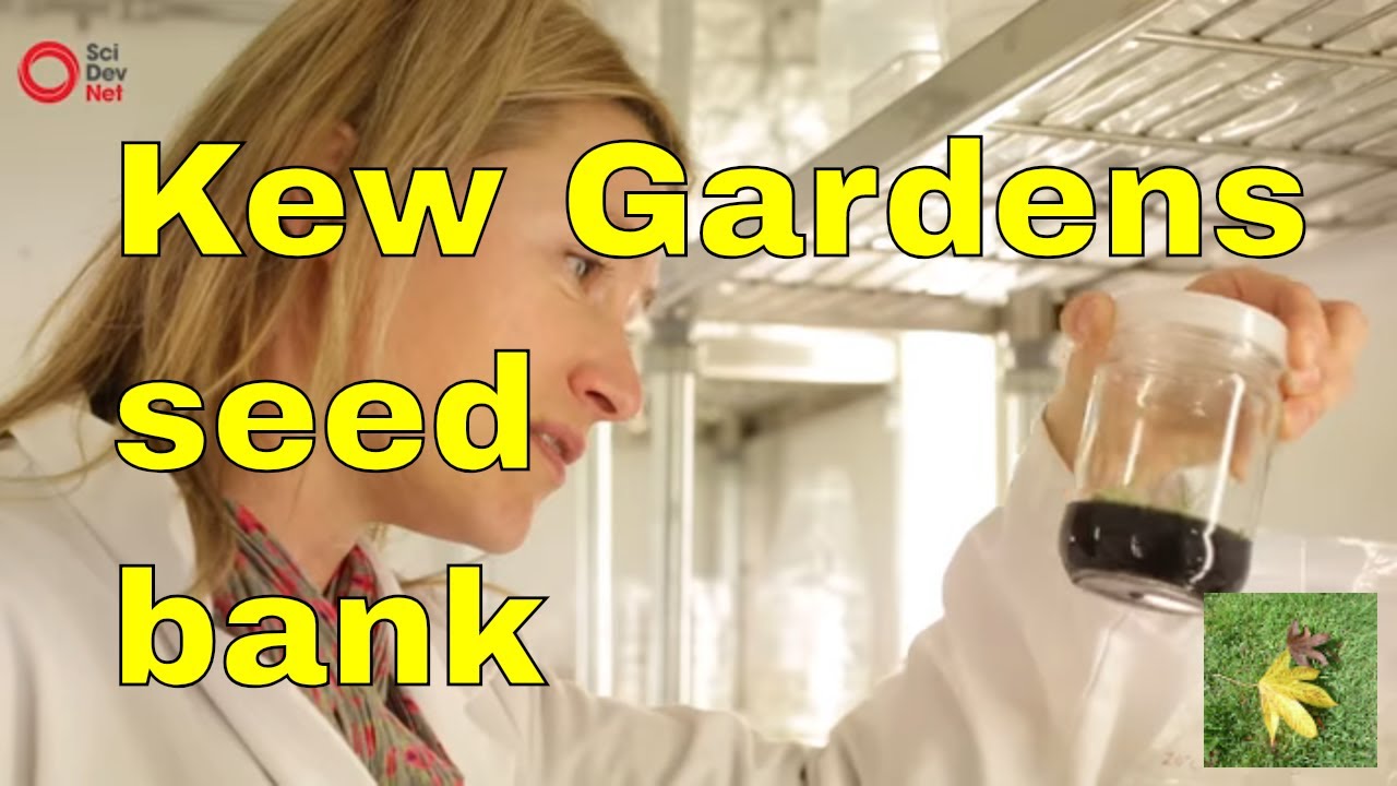 Kew Gardens millenium seed bank London our organic seed heritage