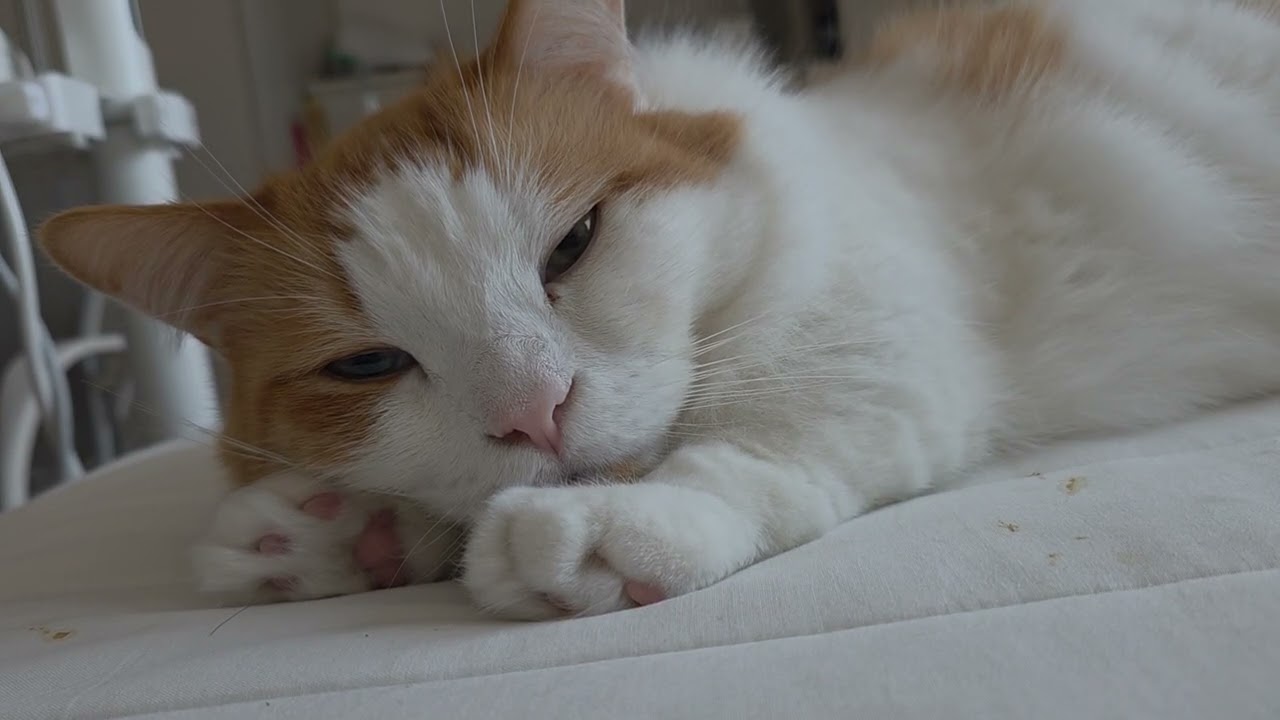 요즘잘자쿨냥이