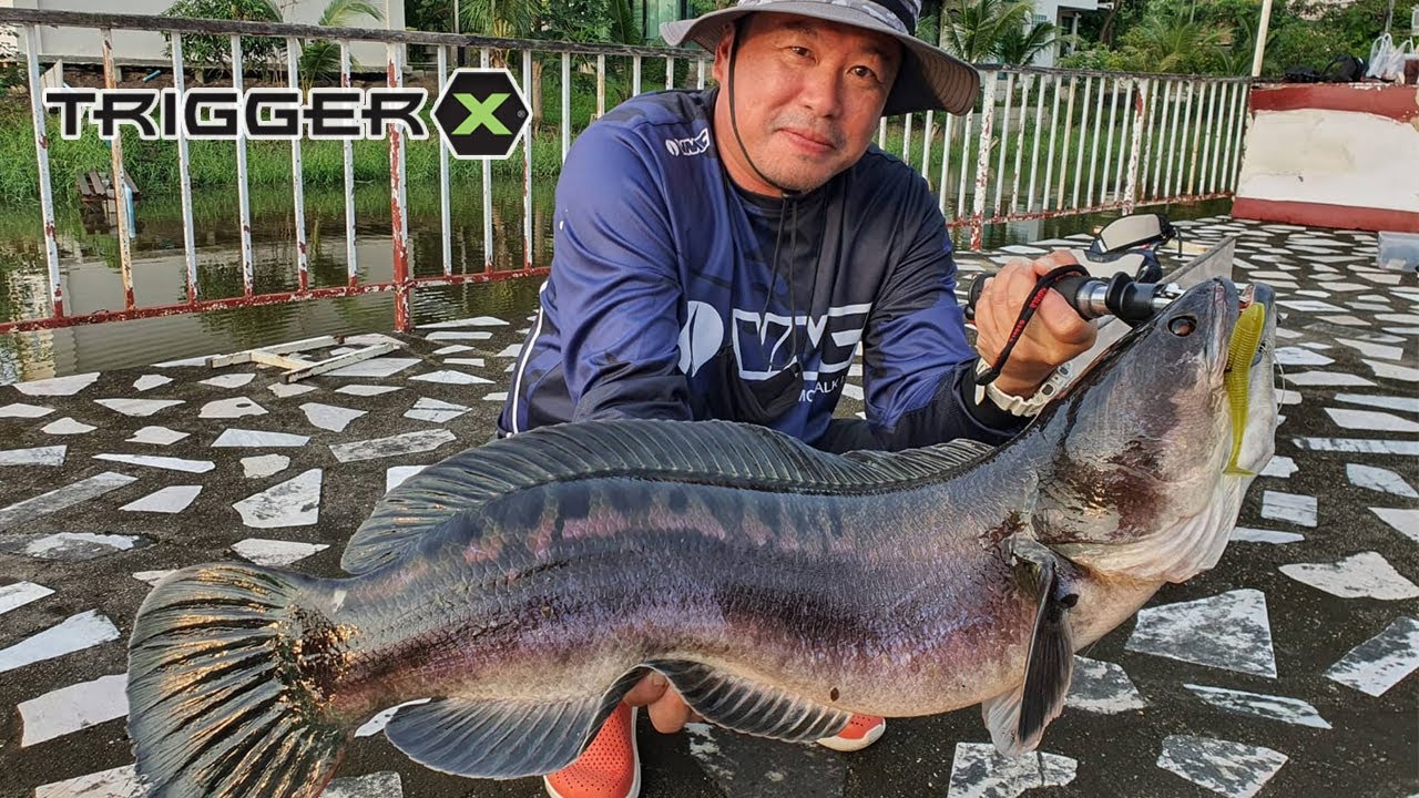 Fishing for Giant Snakehead with TriggerX Slop Hopper
