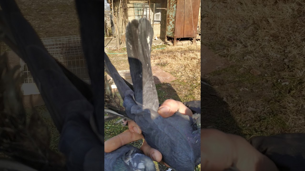 Узбекские бойные голуби Чечни ( у Нурида в гостях)