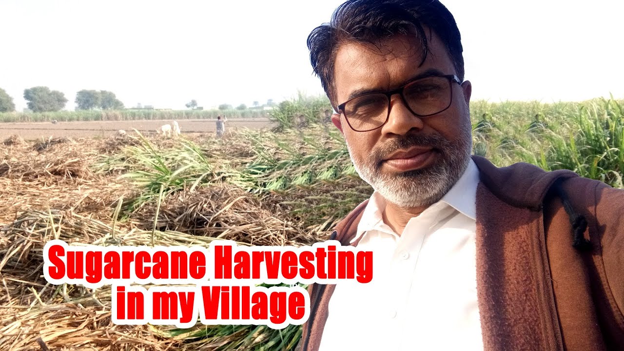 Sugarcane harvesting in my village - Village lifestyle in punjab - Punjabi Funny Videos - Mr Malik