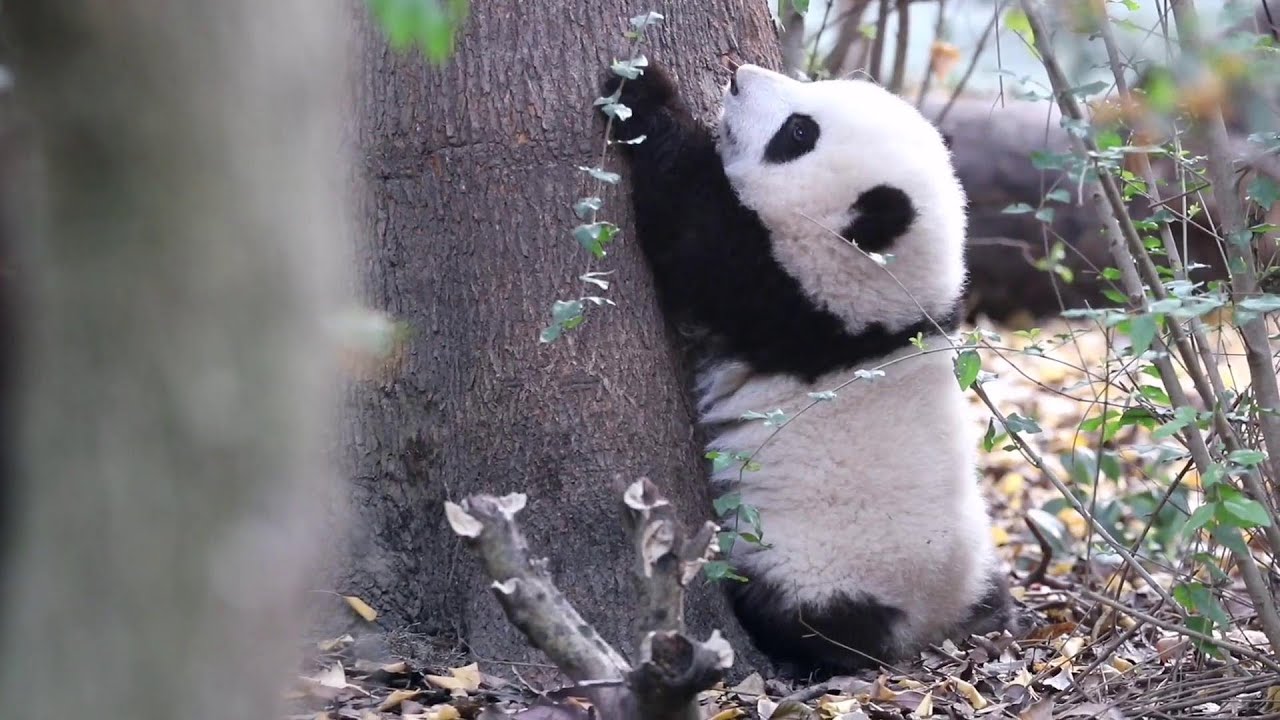 🌸萌宝小和花好努力地学爬树 Cute Panda HEHUA Is Learning To Climb The Tree Very Hard | Adorable Panda