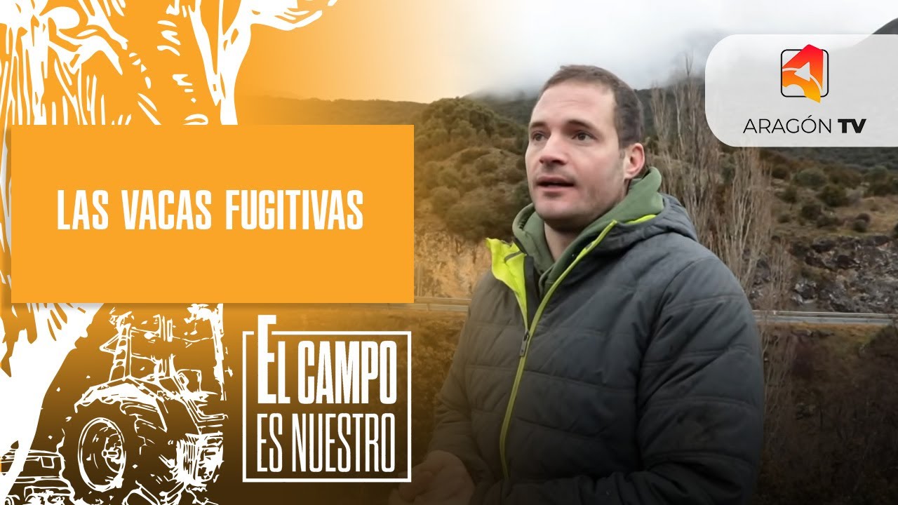 Las vacas fugitivas