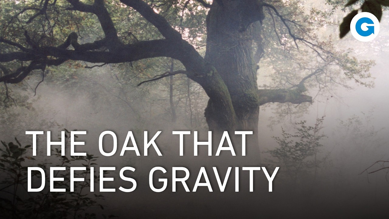The Secret Life of the Oak: 500 Years of Power and Purpose | Full Documentary
