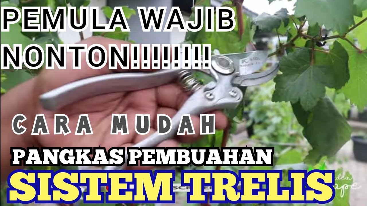 Cara Pemangkasan Pembuahan Anggur Sistem TRELIS Alla whitegarden