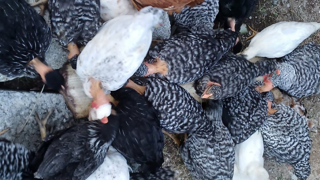 MOSTRANDO O NOVO GALINHEIRO + SUCULENTAS E CACTOS🐔🐣