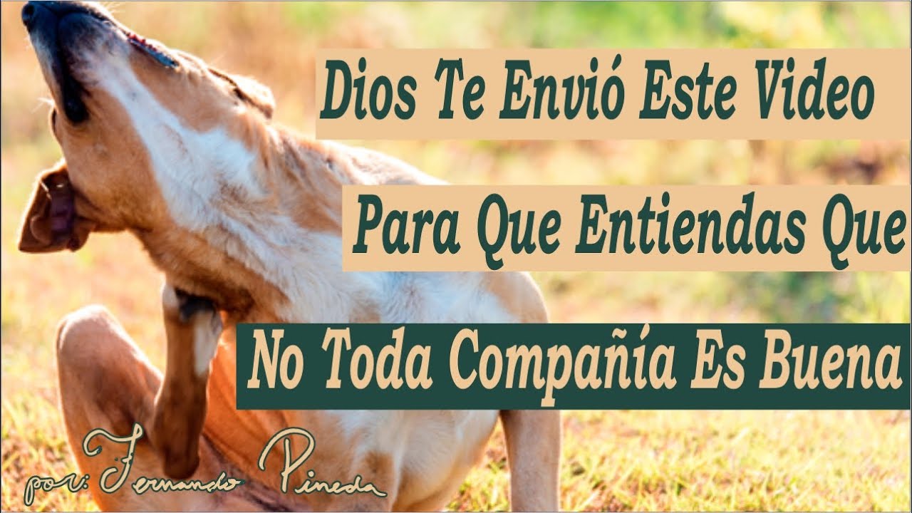 El Perro Pulgoso - Relato Que Todos Deberíamos Escuchar Y Entender.