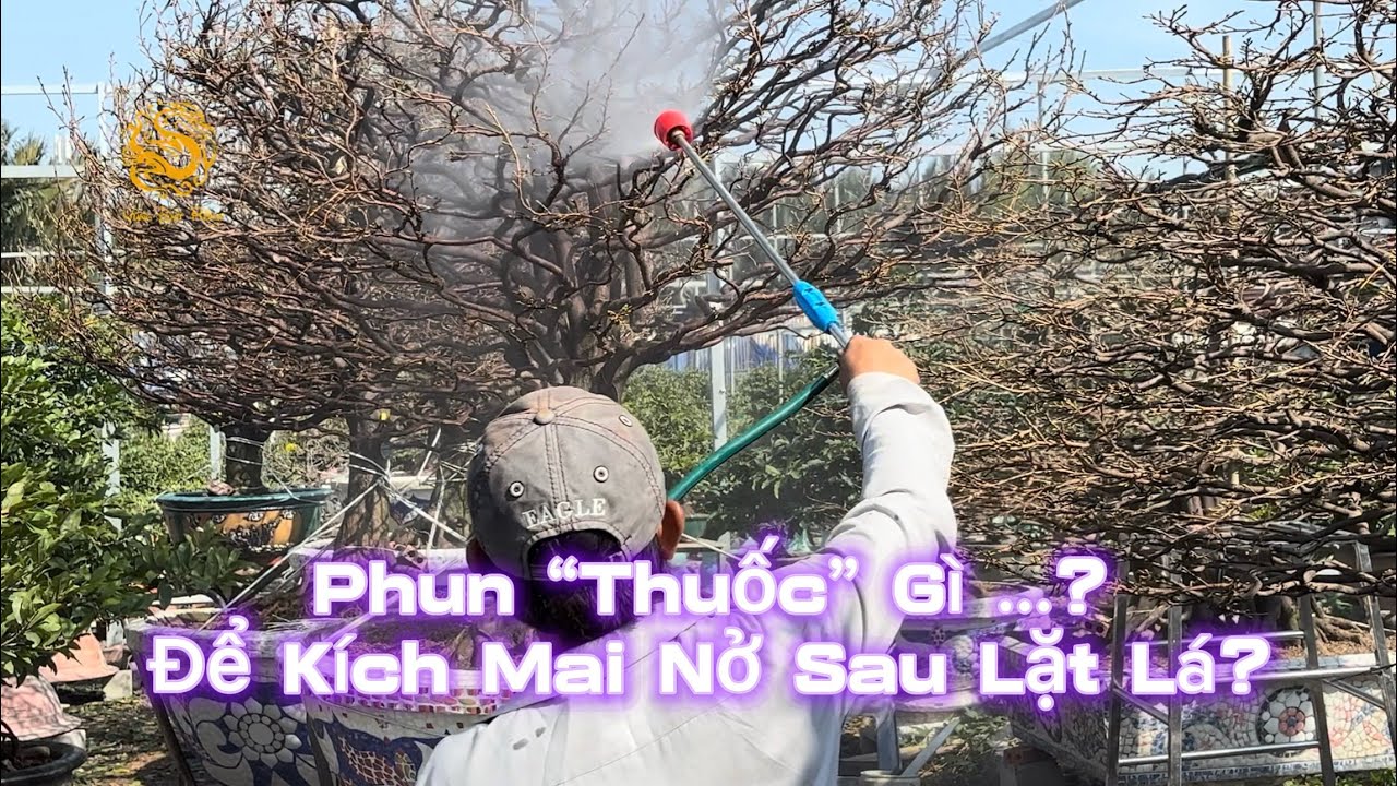 💥Vườn Mai Phương Bình phun “thuốc” gì để kích Mai nở sau khi lặt lá?|Vùng Đất Rồng 