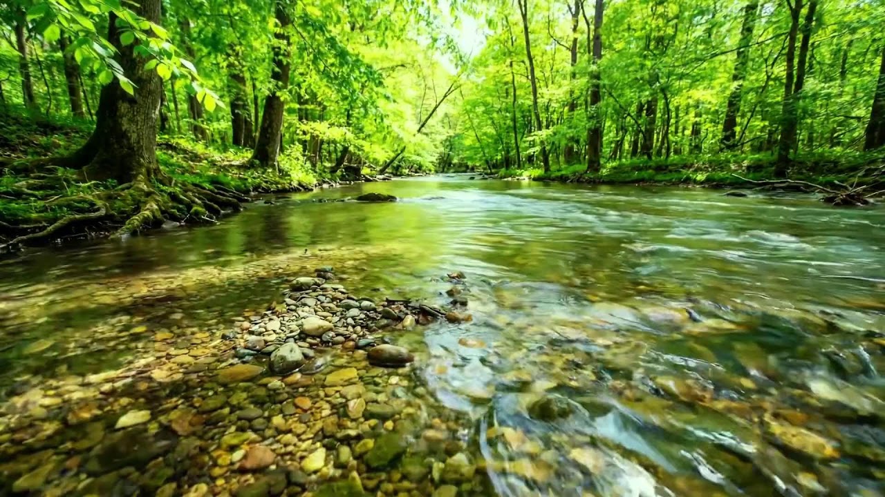 Nature Ambience of Flowing Stream and Birdsong, Gentle Relaxing White Noise for Calm Sleep