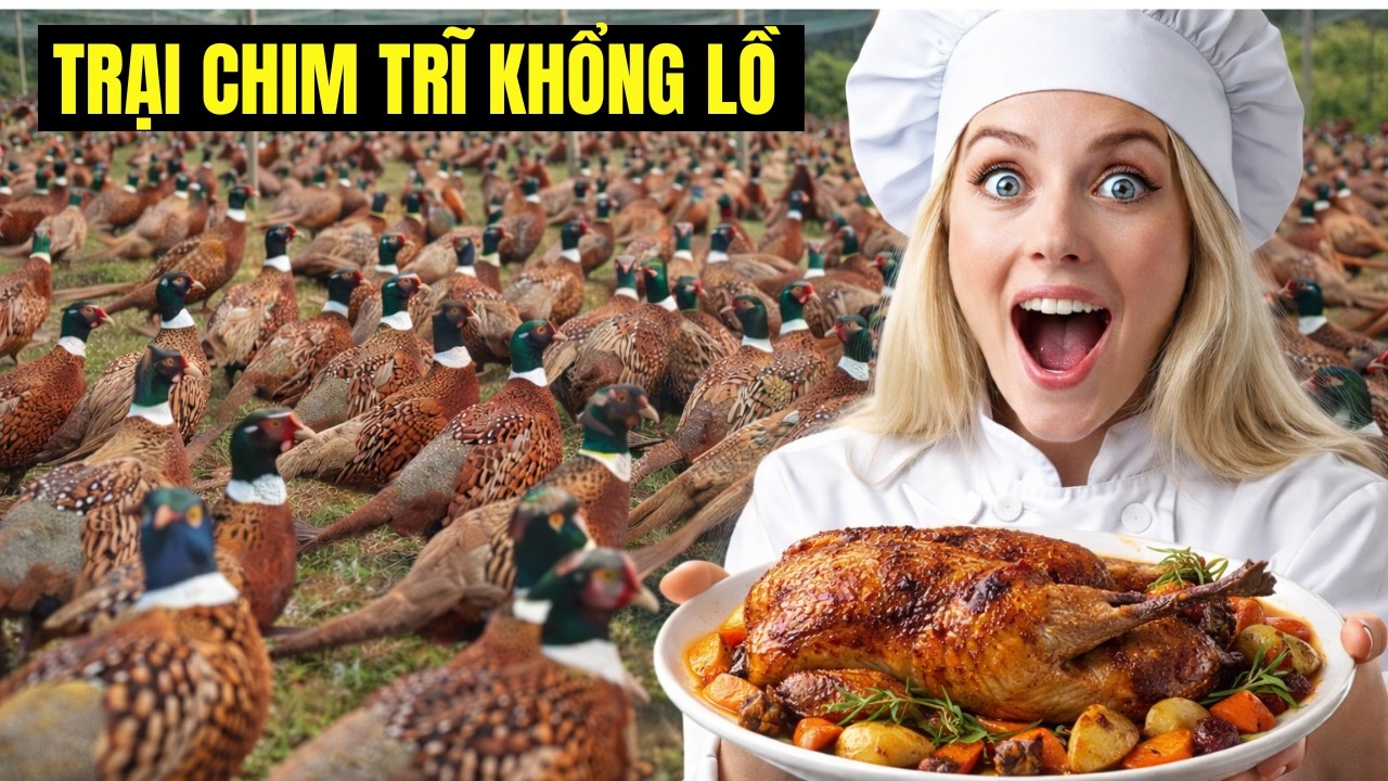 Kinh Ngạc Trang Trại Nuôi Chim Trĩ Khổng Lồ: Loại Thịt Đắt Đỏ Chỉ Dành Cho Nhà Giàu