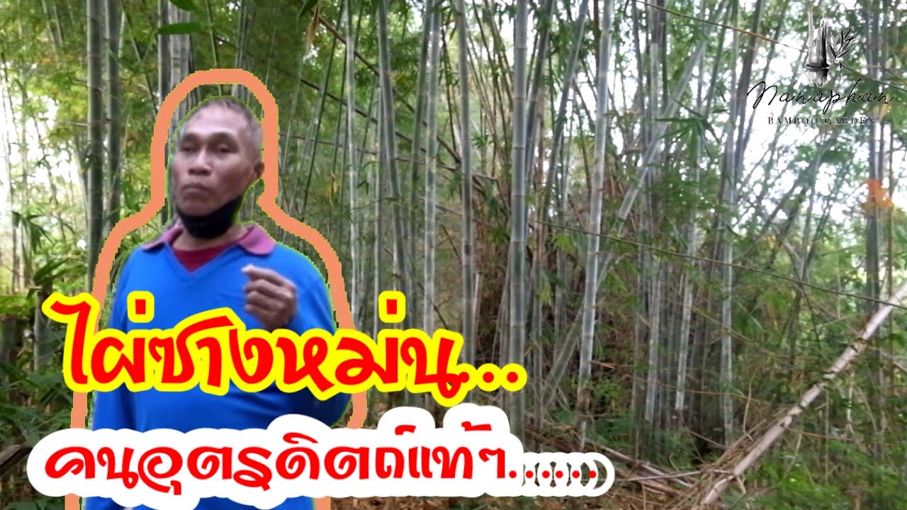 ไผ่ซางหม่น…คนอุตรดิตถ์