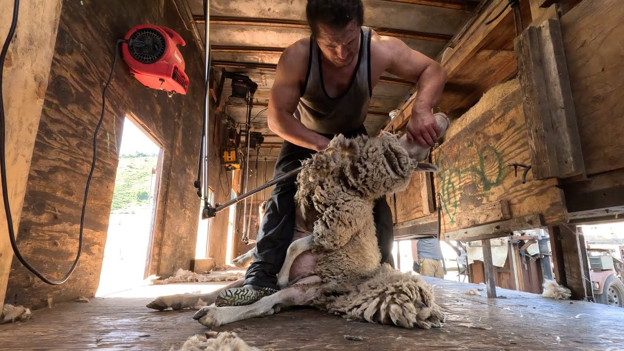 Buff Asian Guy Shears Lots Of Sheep, Shearing Run June 2025